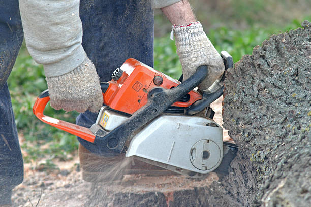 How Our Tree Care Process Works  in  Columbia City, OR